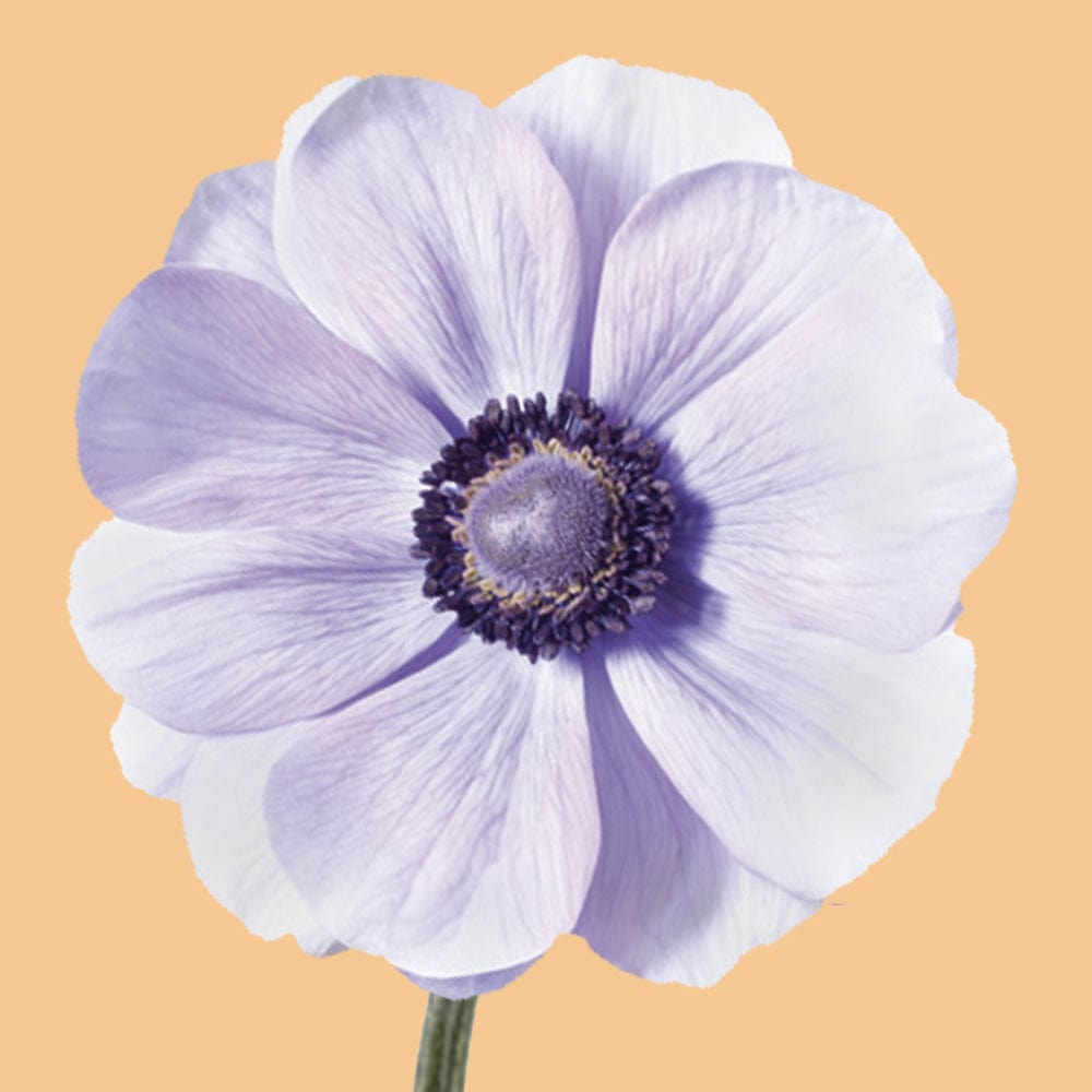 Anemone 'Mistral Azzurro'
